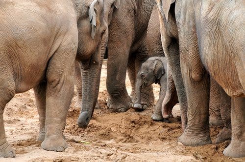 New Baby Elephant at Chester Zoo