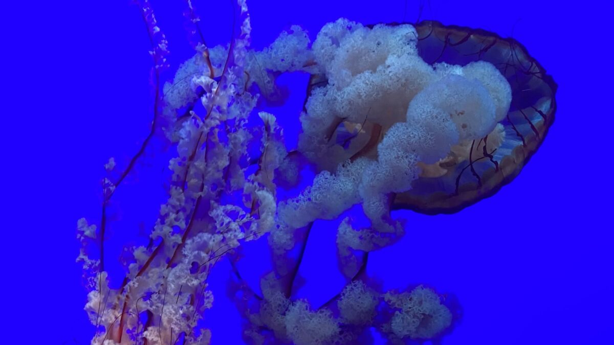 Ripley Aquarium Teacher's Discount Club