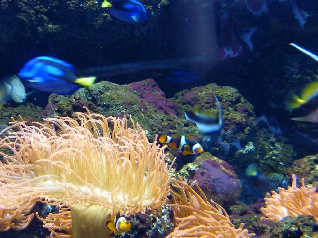 Sea Life Aquarium Teacher's Discount Club